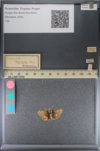 Media type: image;   Entomology 200245